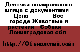 Девочки помиранского шпица с документами › Цена ­ 23 000 - Все города Животные и растения » Собаки   . Ленинградская обл.